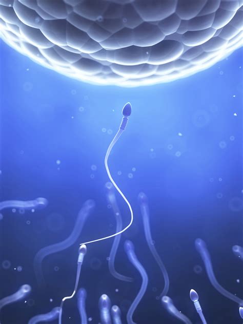 sperm foto